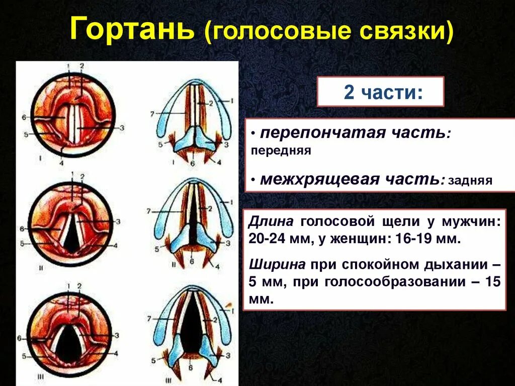 На рисунке изображены различные положения голосовых связок. Голосовые связки и голосовая щель. Голосовая связка гортани.