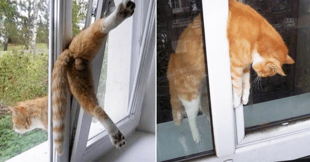 Застряла в форточке девушка. Кошка на окне. Человек застрял в форточке. Сломанный детский стул. Смешные ситуации с людьми.