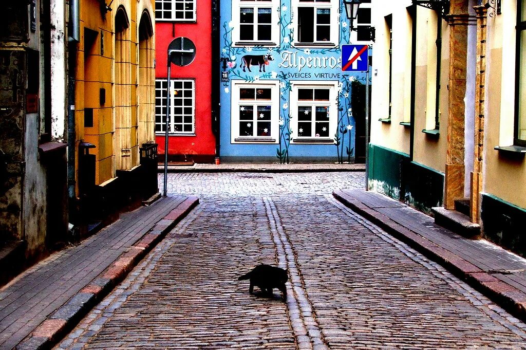 Арбат кошки старый. Miserable Street Cat. A Black Cat Crossing your Path signifies. Black Cat in the Street. Hello street cat live
