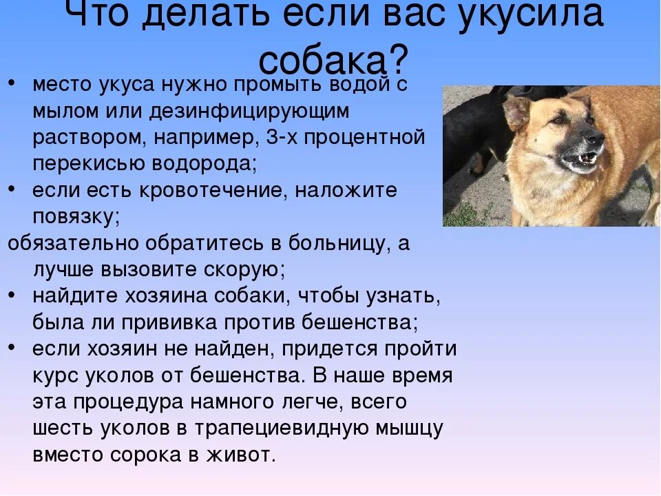 Подобрала собаку что делать. Что делать при укусе собаки. Что сделаиьпри укосе србаки. Что делать если укусила собака. После укуса собаки что нужно делать.