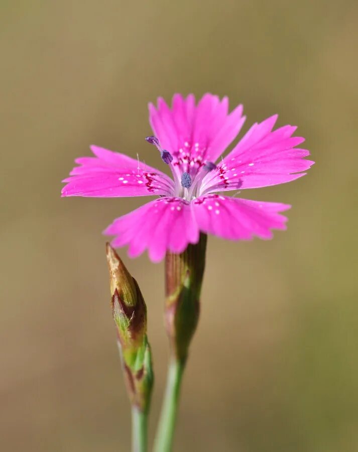 Дикая гвоздика полевая. Полевые цветы гвоздика травянка. Гвоздика луговая. Dianthus versicolor - гвоздика полевая. Полевая гвоздика часики.