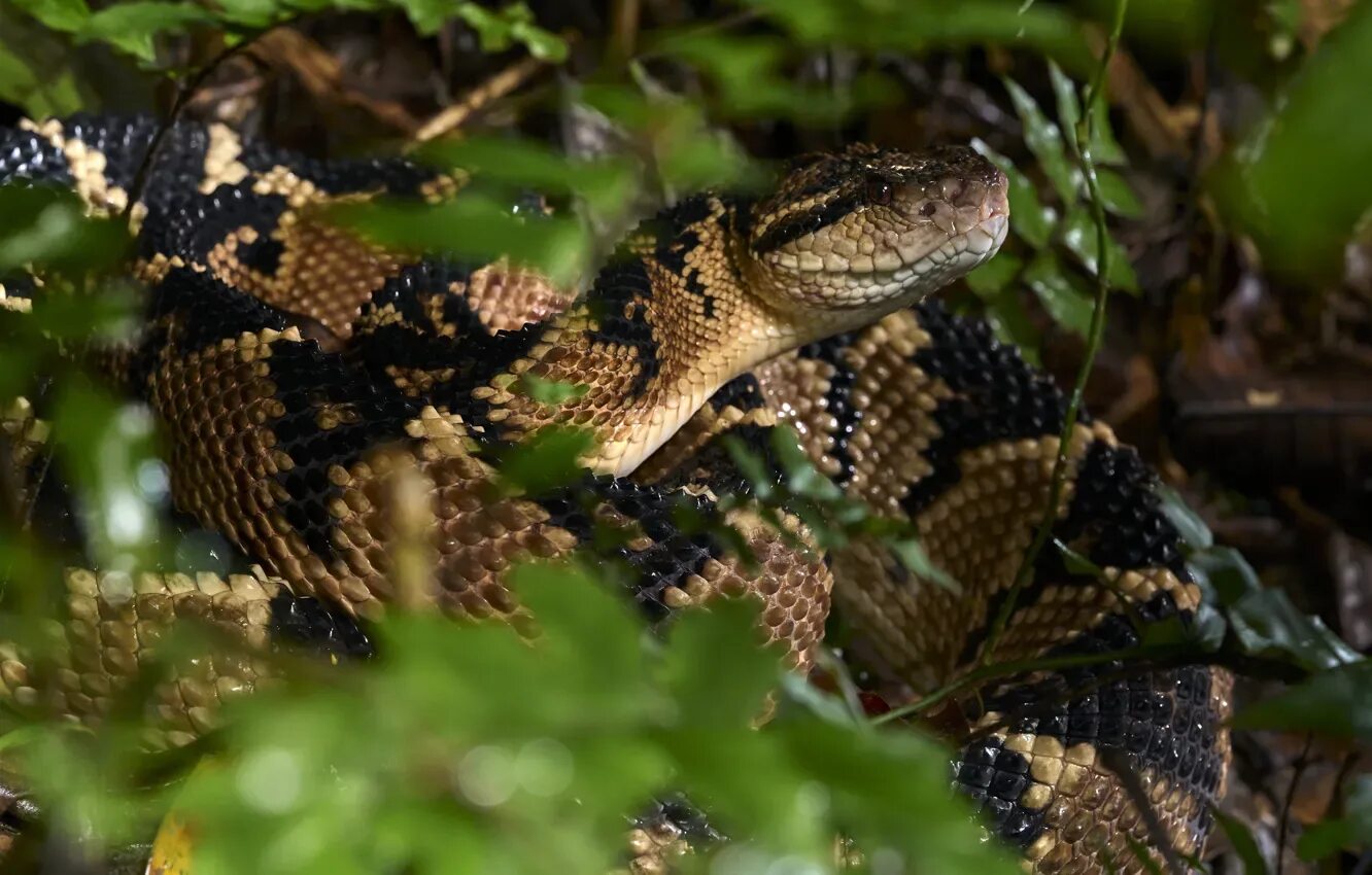 South American Bushmaster - Lachesis muta - Insects Bushmaster, Cute snake, Beau
