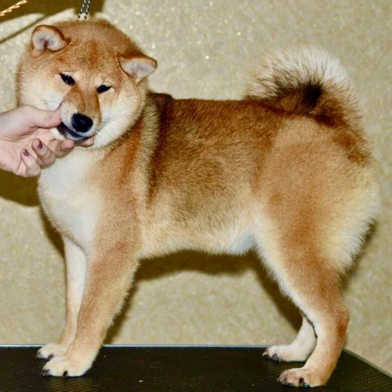 Сиба ину. Сиба ину щенок. Японская порода собак сиба-ину. Шиба ину щенки.
