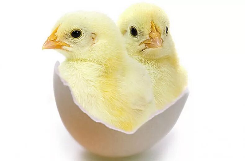 Есть ли цыпленок в яйце. Цыпленок. Яйцо цыпленок. Птенчик в яйце. Цыпленок вылупляется.