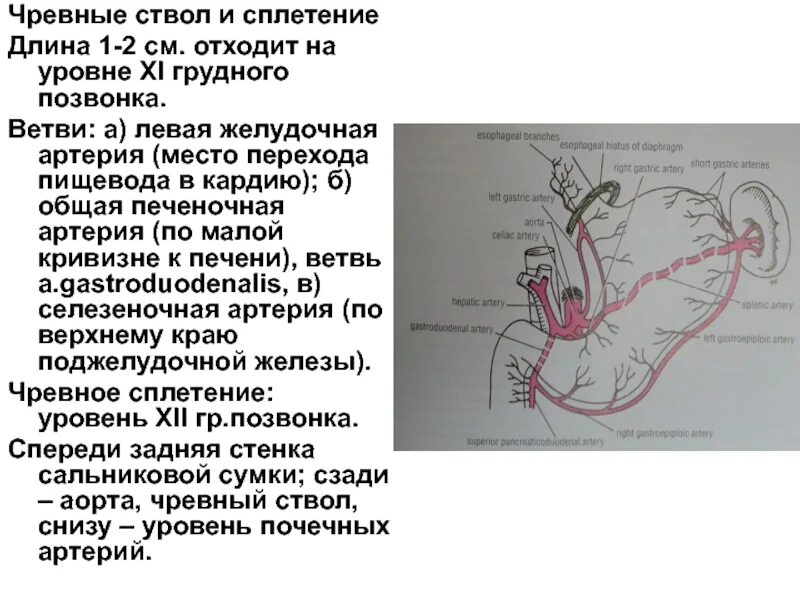 Чревный ствол и его ветви схема. Топография чревного ствола и его ветвей. Чревный ствол топографическая анатомия. Анастомозы чревного ствола.