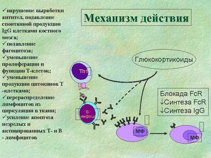 Антитела лимфоциты схема. Подавление выработки антител. Где локализуются лимфоциты в селезенке. Клетки способные вырабатывать антитела. Процесс выработки антител.