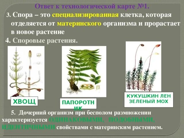 Хвощи это споровые растения весной появляются. Размножение споровых растений. Цикл размножения высших споровых растений. Споровые растения названия. Размножение споровых растений таблица.