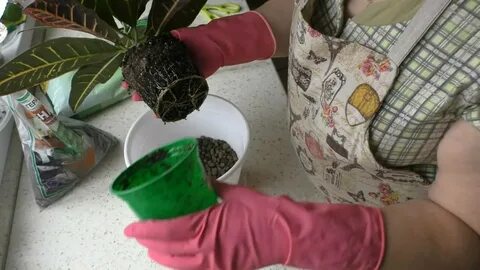 Грунт для кротона