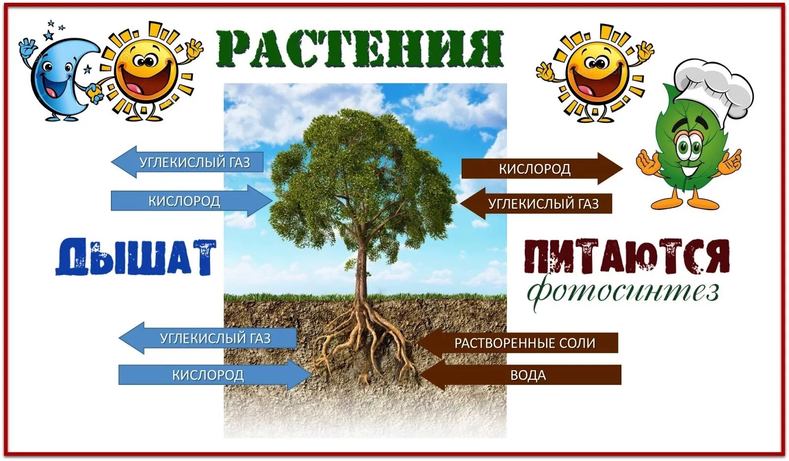 Процесс питания и дыхания растений. Питание и дыхание растений 3 класс окружающий мир. Схема дыхания растения схема. Схема питания и дыхания растений. Питание растений 3 класс.