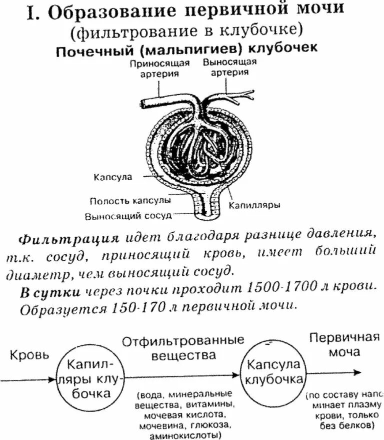 Образование первичной мочи происходит в мочеточниках. Механизм образования первичной и вторичной мочи схема. Схема образования первичной мочи и вторичной мочи. Механизм образования первичной и вторичной мочи кратко. Механизм образования первичной мочи схема.