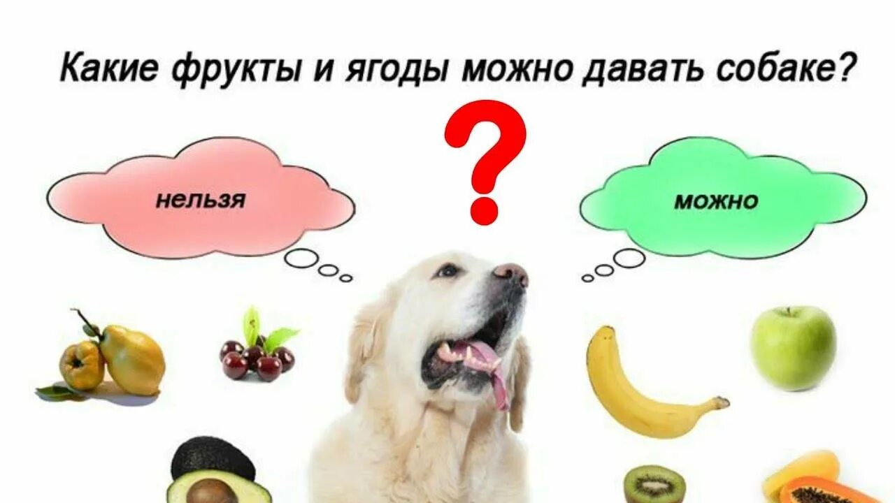 Можно давать есть. Фрукты и овощи которые нельзя собакам. Какие фрукты можно собакам. Овощи для собак. Какие овощи нельзя собакам.