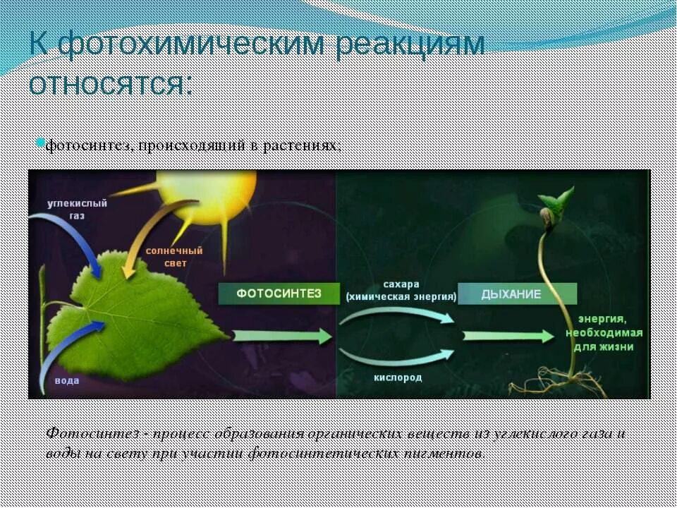 В реакциях фотосинтеза энергия света. Физиологический процесс фотосинтез. Фотохимические реакции фотосинтеза. Схема процесса фотосинтеза. Фотохимические процессы.