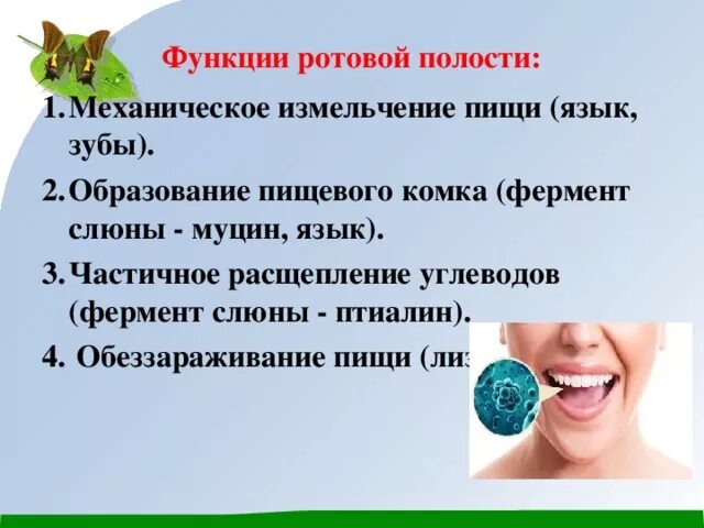 Функции ротовой полости. Измельчение пищи в ротовой полости. Ферменты ротовой полости. Назовите ферменты ротовой полости