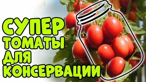 Лапочка томат