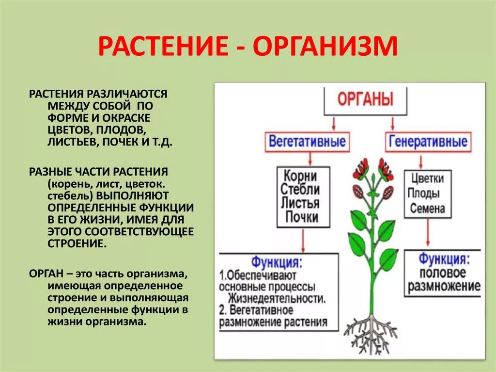Почему растения живые организмы. Растительный организм. Функции частей растений. Организм растения. Строение растительного организма.