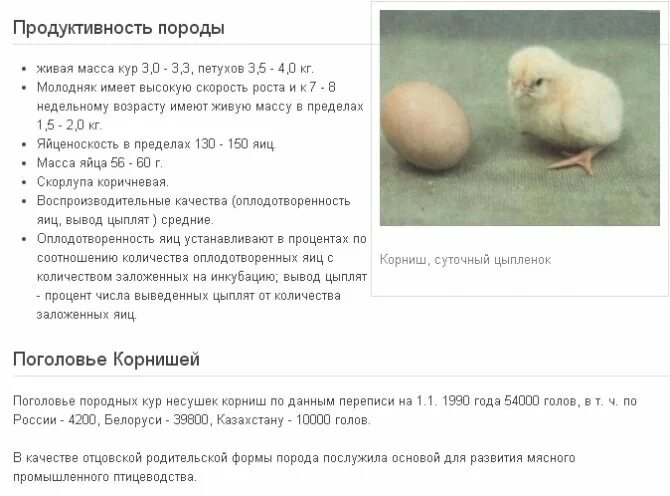 Сколько яиц можно под курицу