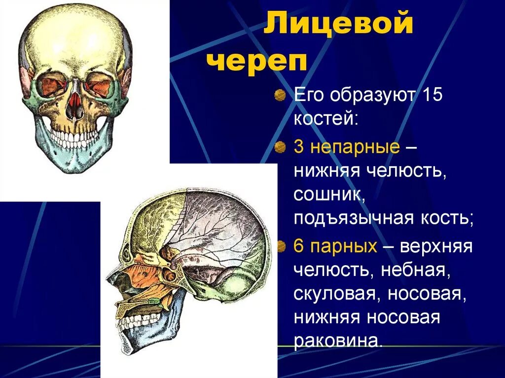 Полости в костях черепа