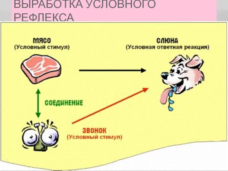 Безусловный рефлекс у собак. Условные рефлексы примеры биология 8 класс. Условные рефлексы животных. Условные и безусловные рефлексы примеры. Выработка условного рефлекса.