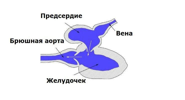 Сердце рыб состоит из камер. Схема строения сердца рыб. Схема строения сердца у костных рыб. Схема строения сердца хрящевых рыб. Строение сердца костных рыб.