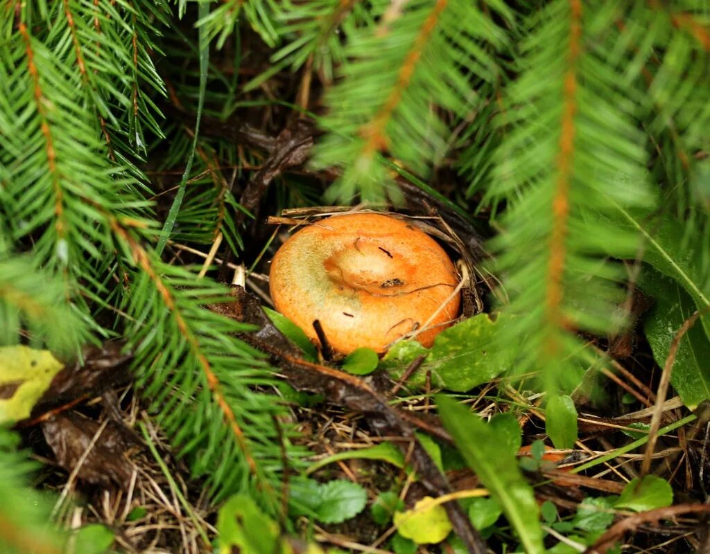 Кедр гималайский деодар. Груздь жёлтый lactarius scrobiculatus. Cedrus deodara шишки. Фитопатогенные грибы. Скрипица гриб.