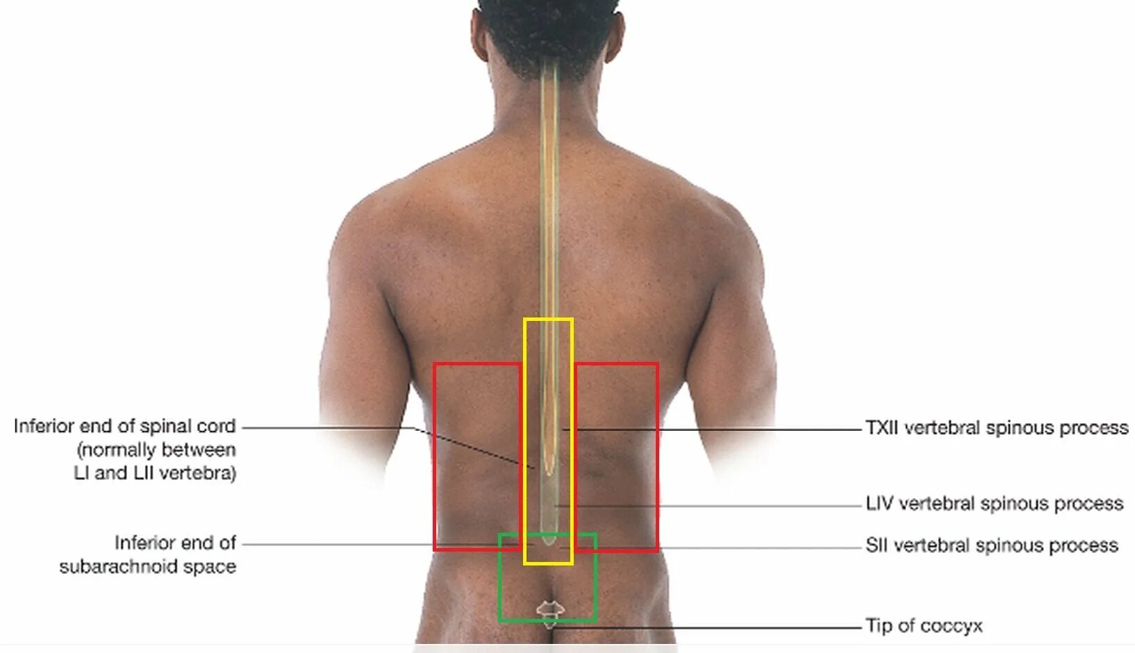 How to MASSAGETHE lower back. How to crack Spine. Most common causes of lower back Pain. My back hurts.