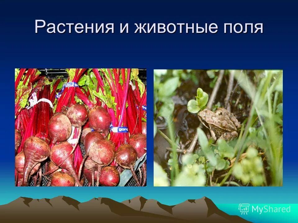 Заяц в поле. Проект цепь питания. Заяц в поле. Как животные поля связаны с растениями. Как животные поля связаны с растениями.