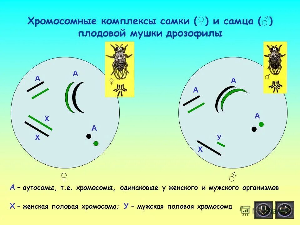 кариотип плодовой мушки. хромосомный набор соматических и половых клеток дрозофилы. кариотип дрозофилы набор хромосом. сколько пар хромосом у дрозофилы. набор хромосом дрозофилы.