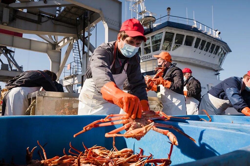 Морской промысел рыб. Судно Русь краболов. Рыбный промысел в Мурманский рыбный порт. Краб Камчатский опилио.