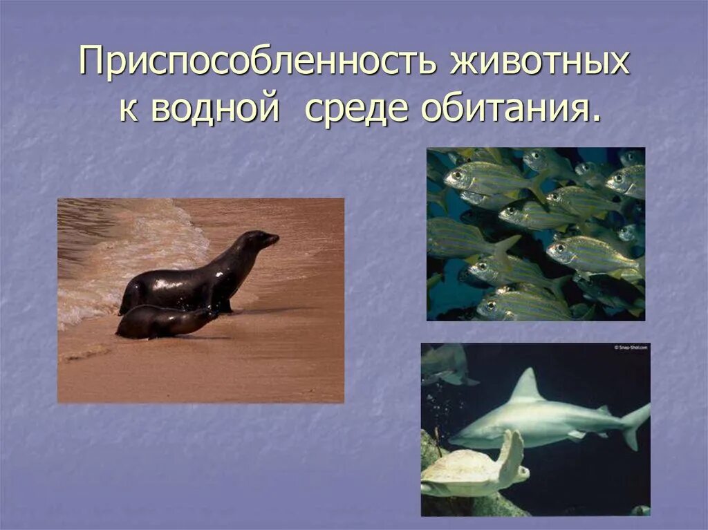 сообщение о водном животном. рыбы соленых водоемов. нектон. обитатели соленых водоемов 2 класс. сообщение о морских обитателях.