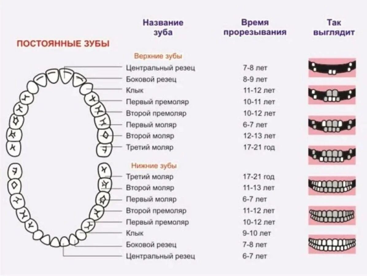 Во сколько выпадают первые зубы. Зубы у ребенка порядок прорезывания сроки коренные. очередность выпадения молочных зубов у детей. коренные зубы у детей порядок прорезывания в год. зубы у детей схема прорезывания постоянных зубов.