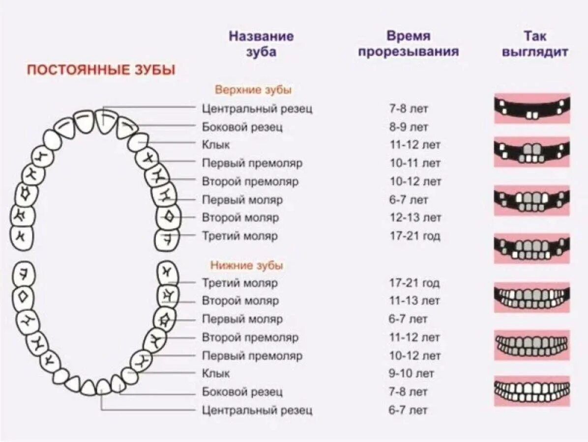 Почему выпал зуб у взрослого. Зубы у ребенка порядок прорезывания сроки коренные. Зубы у детей схема прорезывания постоянных зубов. Схема прорезывания постоянных зубов у детей по возрасту. Сроки прорезывания коренных зубов.