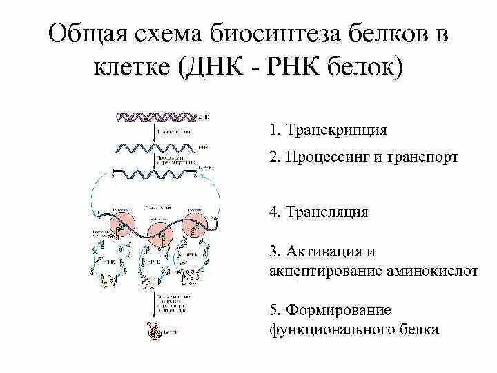 Этапы трансляции биосинтеза белка схема. Общая схема биосинтеза ДНК И РНК. Последовательность синтеза белка схема. Схема процесса транскрипции Биосинтез белка.