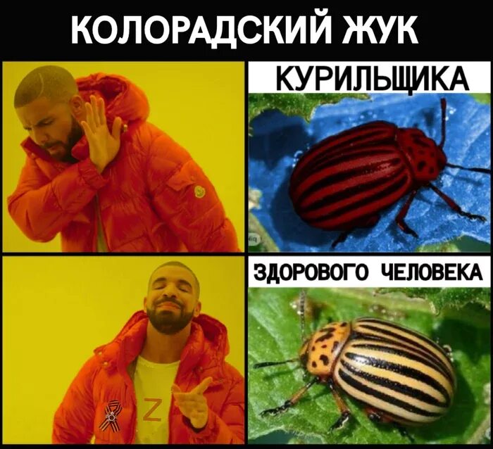 Колорадский язык. Смешной колорадский жук. Колорадский язык. Советские плакаты колорадский жук. Колорадский язык.