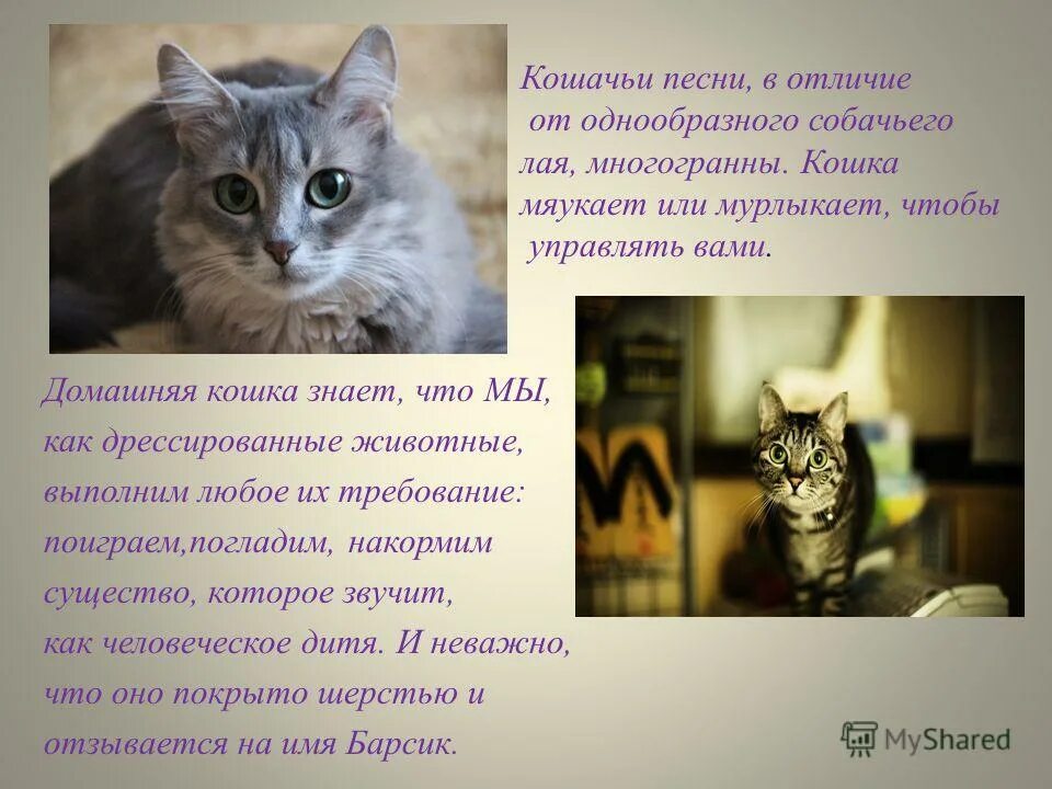 музыки для кошек на кошачьем языке. расческа с имитацией кошачьего языка. животные с музыкой связано. кот на синтезаторе. влияние музыки на животных.