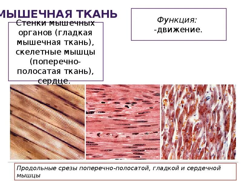 Какие функции выполняет гладкая ткань. Поперечно-полосатая Скелетная мышечная ткань органы. Гладкая мышечная ткань функции. Гладкая и поперечно полосатая мышечная ткань. Функции сердечной мышечной ткани.