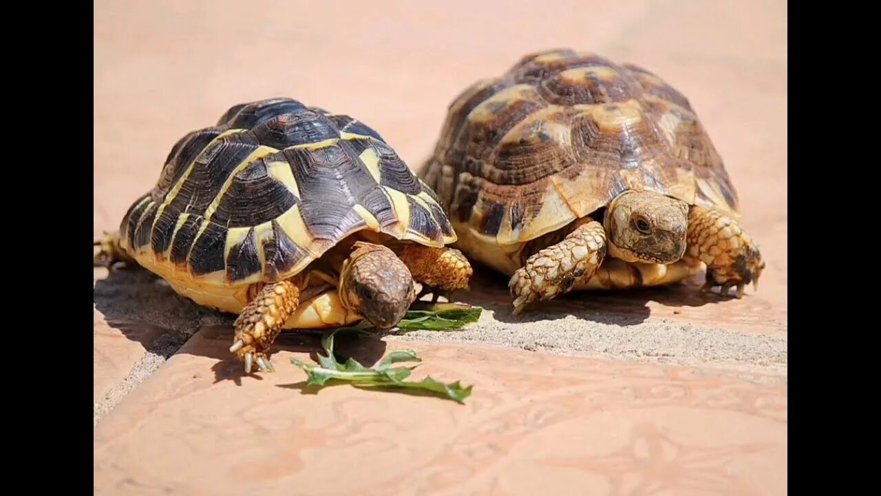 Ютуб черепахи. Testudo Graeca. Средиземноморская черепаха. Балканская сухопутная черепаха. Testudo. "Черепаха".