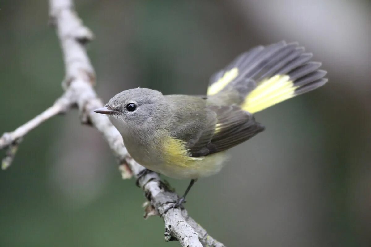 Птица Yellow Rumped Warbler. Хохлатая Пичуга. Маленькая серая птичка с желтым хвостом. Желтые птицы с маленьким хвостом. Птичка с маленьким хвостиком маленькая