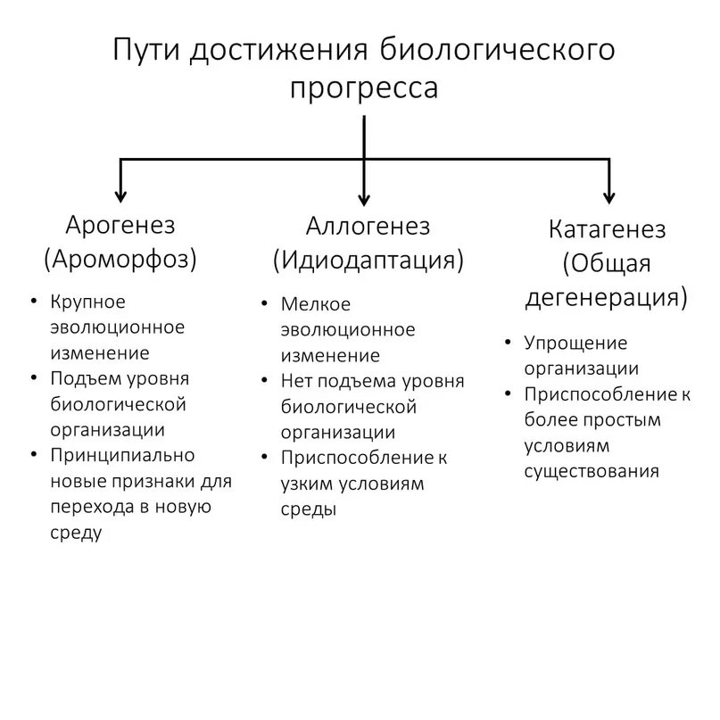 Пути достижения биологического прогресса. Пути достижения прогресса в биологии. Арогенез аллогенез катагенез. Пути достижение биологического процесса ароморфоз. Каковы основные пути биологического прогресса