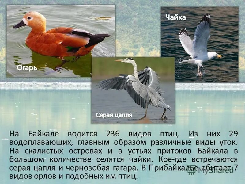 Преудивительная у нас водится птичка впр 7. Птицы Байкала. Птицы обитающие на Байкале. Редкие птицы Байкала. Виды птиц на Байкале.