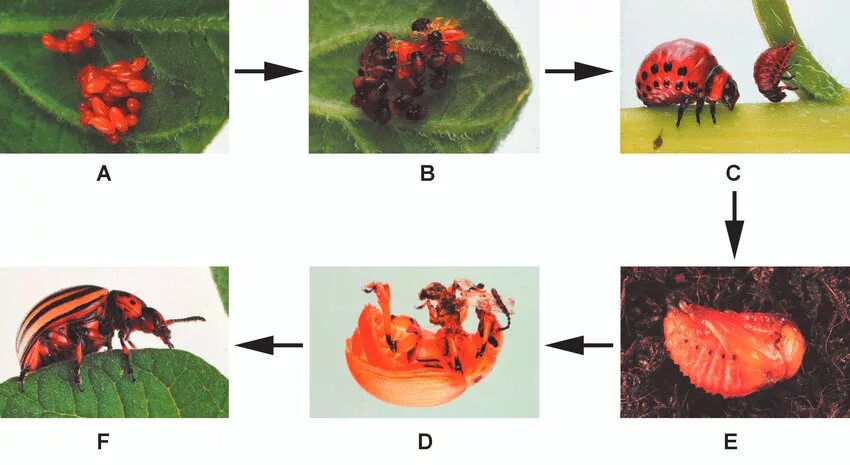 Для жука характерно развитие. Колорадский Жук личинки цикл. Цикл развития колорадского жука. Этапы развития колорадского жука. Этапы превращения колорадского жука.