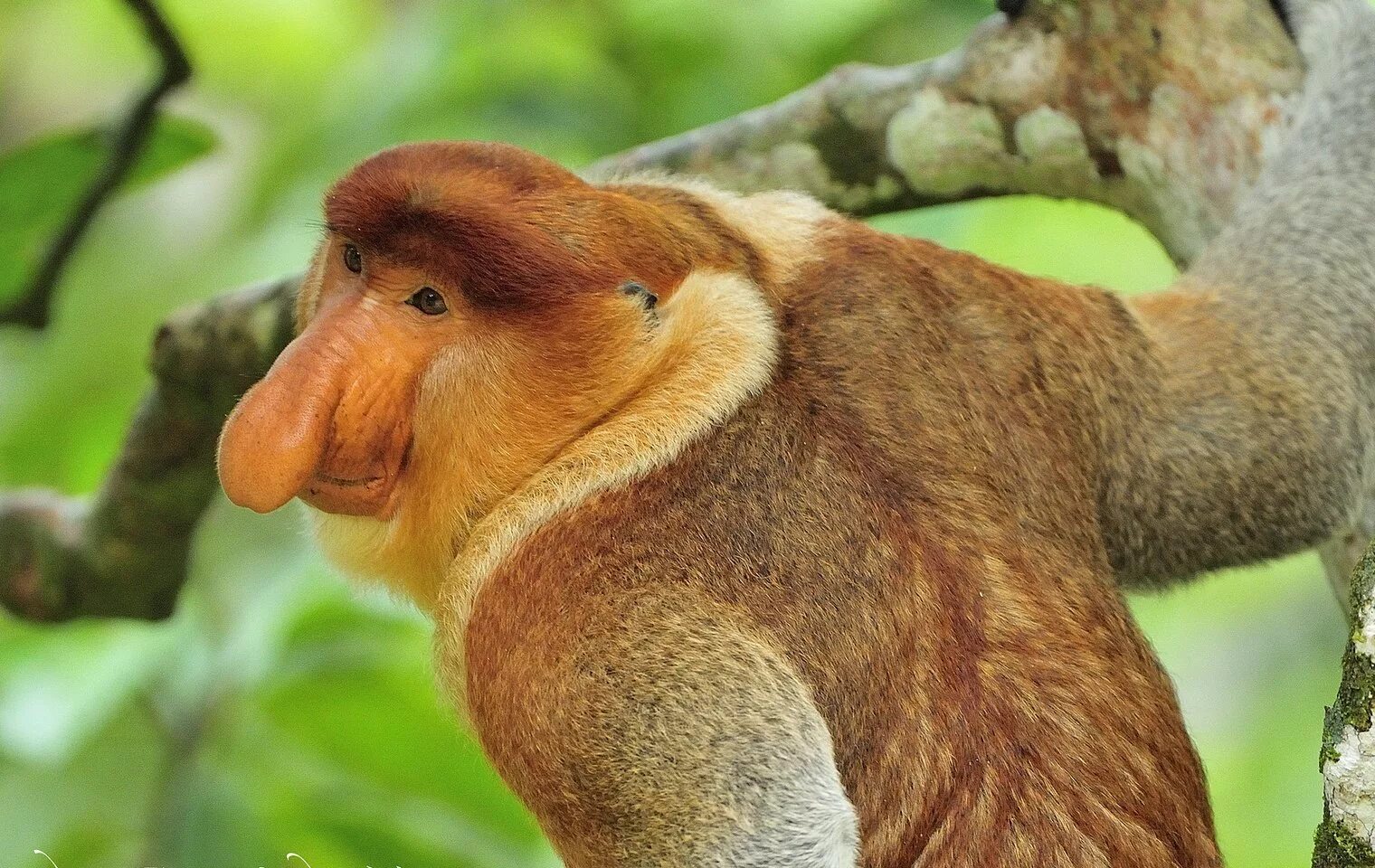 Гиббон носач. Носач среди приматов 5. Бабуин носач. Носач среди приматов 5. Обезьяна носач кахау.