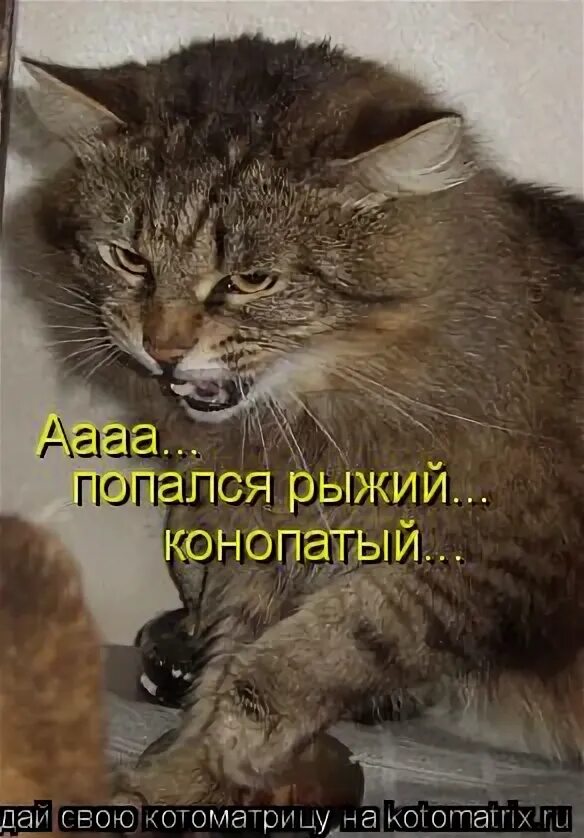 рыжий полосатый кот. коты. клички для рыжих котов. кличка рыжему пушистому коту. рыжий попался.