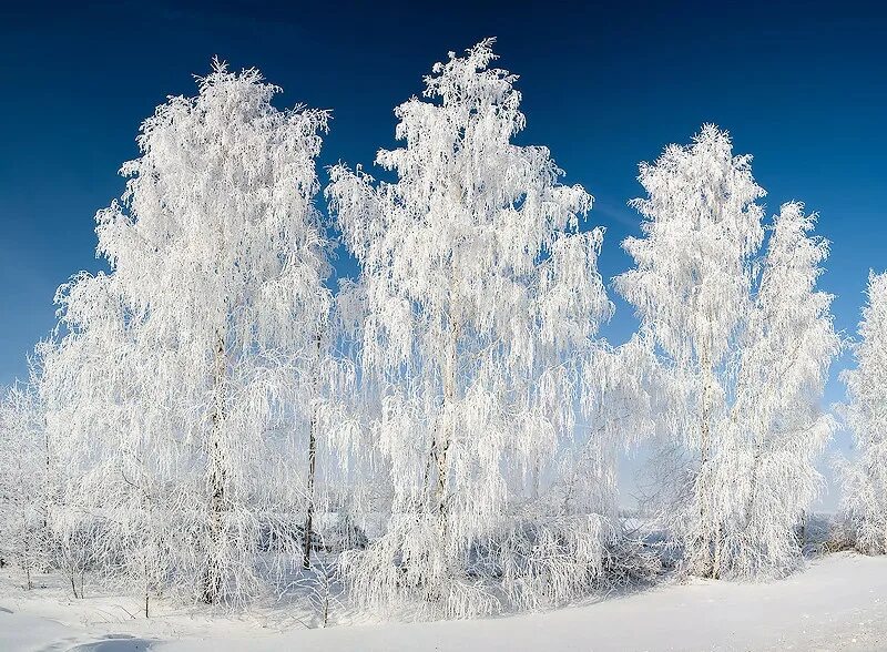 Береза. Белые березы белые облака. Береза зима декор фото. Голубая весна и белые березы. Пейзаж березы небо голубое.