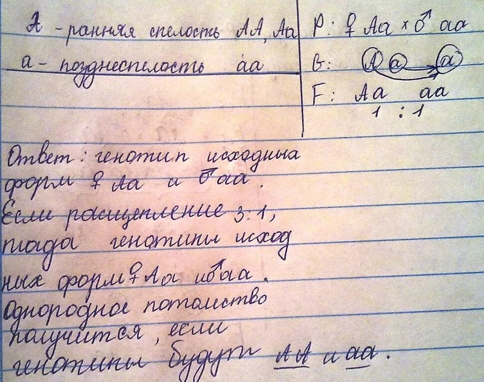 У овса раннеспелость доминирует над позднеспелостью. У овса раннеспелость доминирует над позднеспелостью
