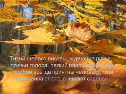 Тихий шелест опадающей листвы