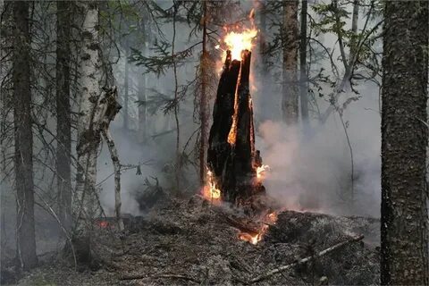 Пожары в забайкальском крае