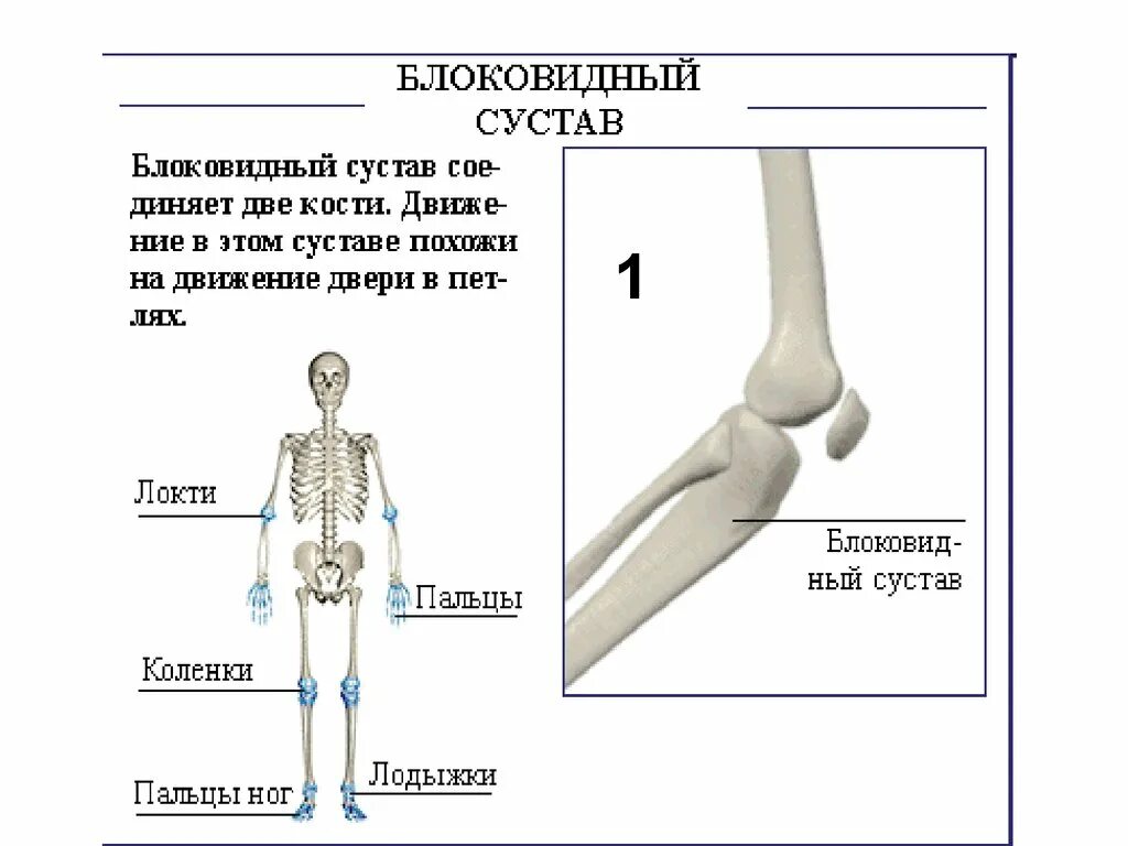 Названия суставов человека. Блоковидный , Шарнирный сустав. Блоковидная форма сустава. Строение блоковидного сустава. Блоковидный сустав схема.