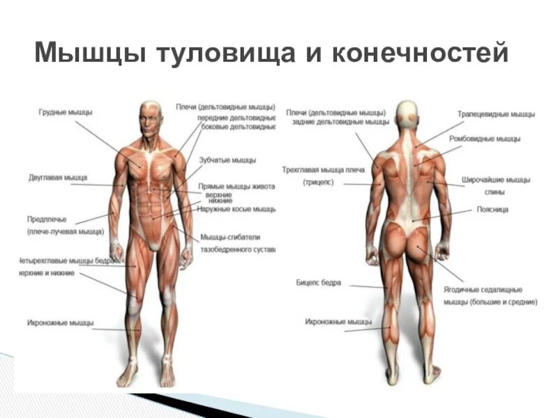 Класс мышцы. Основные мышцы человека биология 8 класс. Мышцы туловища и конечностей 8 класс. Мышцы конечностей 8 класс. Мышцы головы туловища и конечностей.