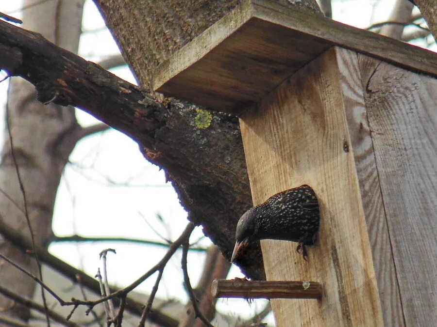 скворец в скворечнике. птицы похожие на скворцов. скворцы летят на родину скворцы. скворцы на родину. скорец, суворовушка, скворечник.