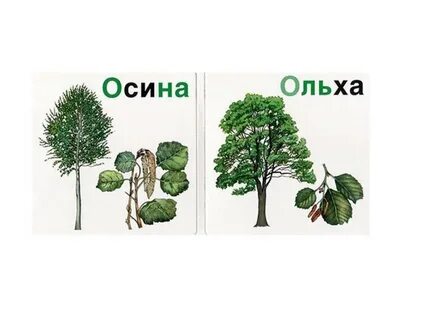 Как отличить ольху от других деревьев